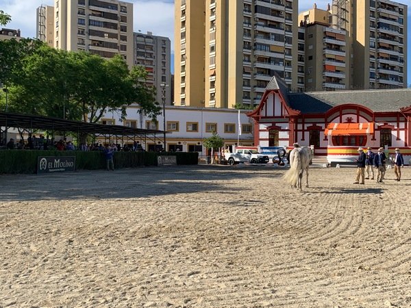 Concurso morfológico en la Feria Ecuestre de Jerez