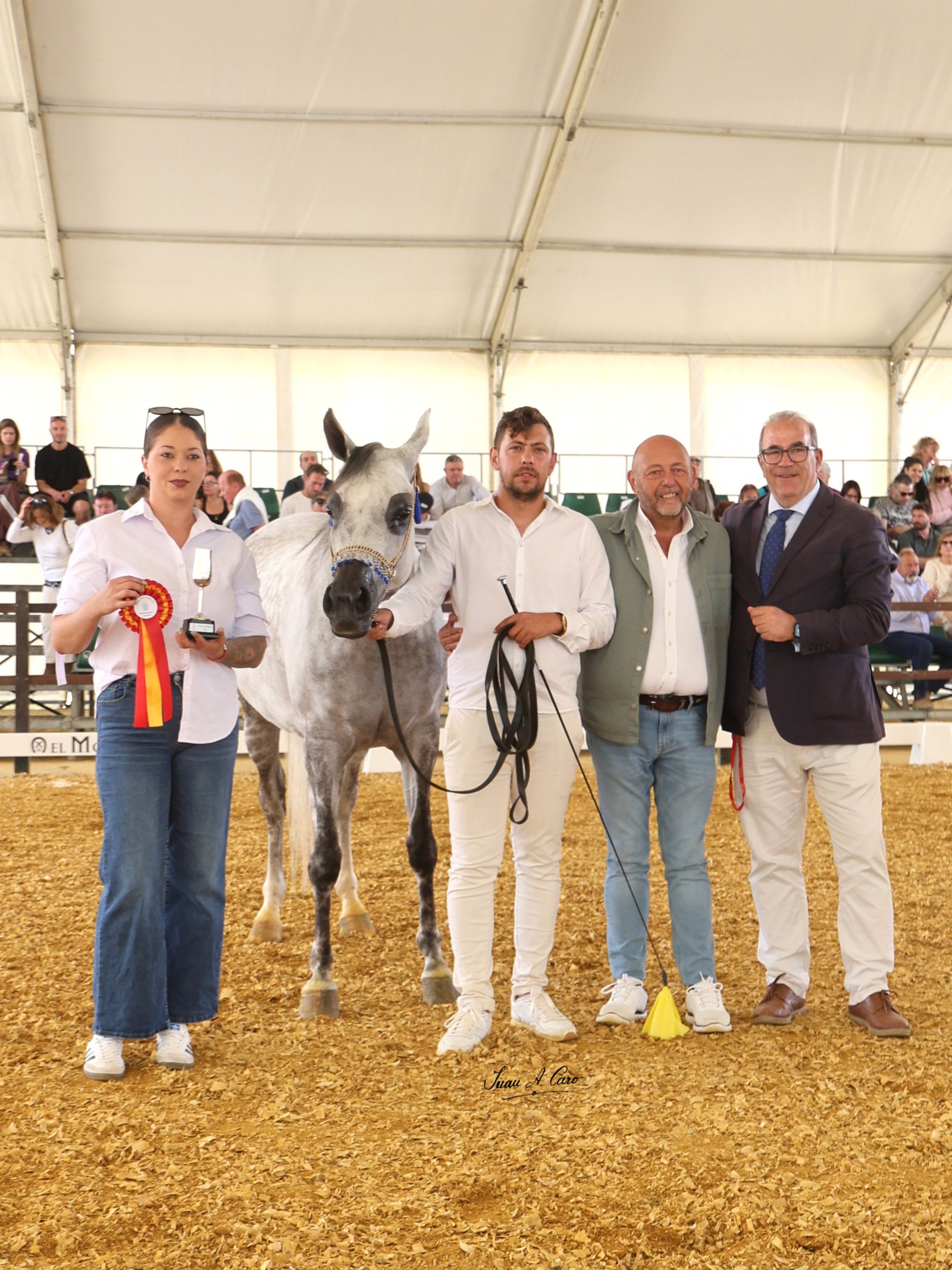 Ulmaria B, Campeona de Yeguas del Campeonato — LIX Concurso Morfológico Pura Raza Árabe 2026