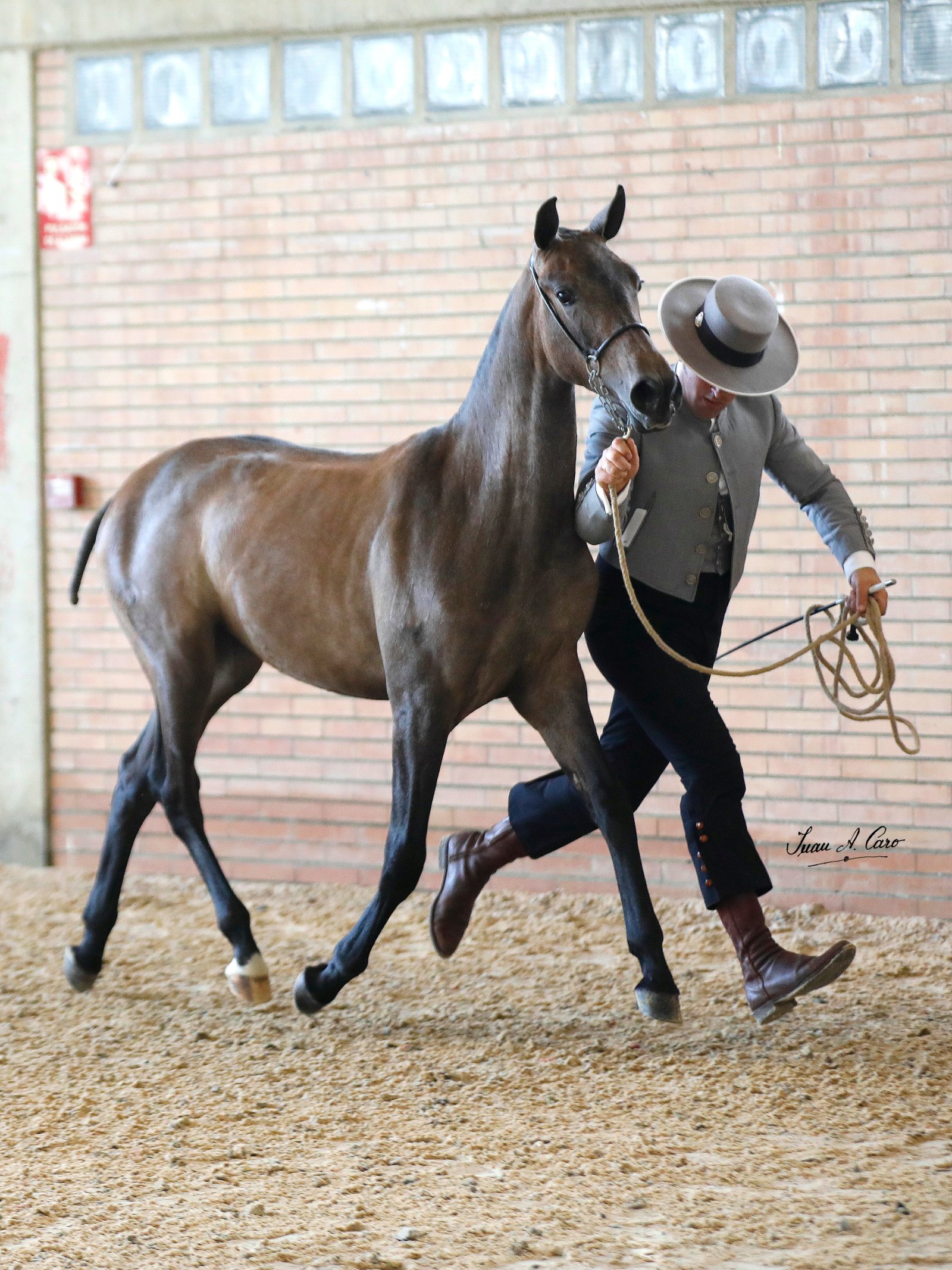 Gallineta PR 50% — 1ª Hembras de 1 Año · Concurso H.Á. Jerez 2026