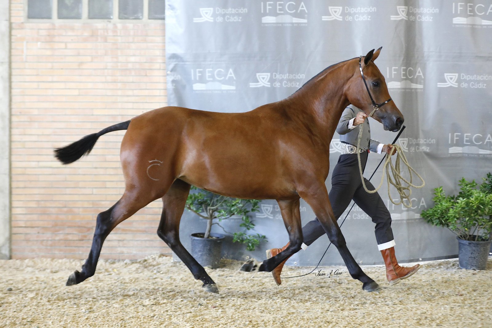 Giralda HCG 50% — 1ª Hembras de 2 Años · Concurso H.Á. Jerez 2026