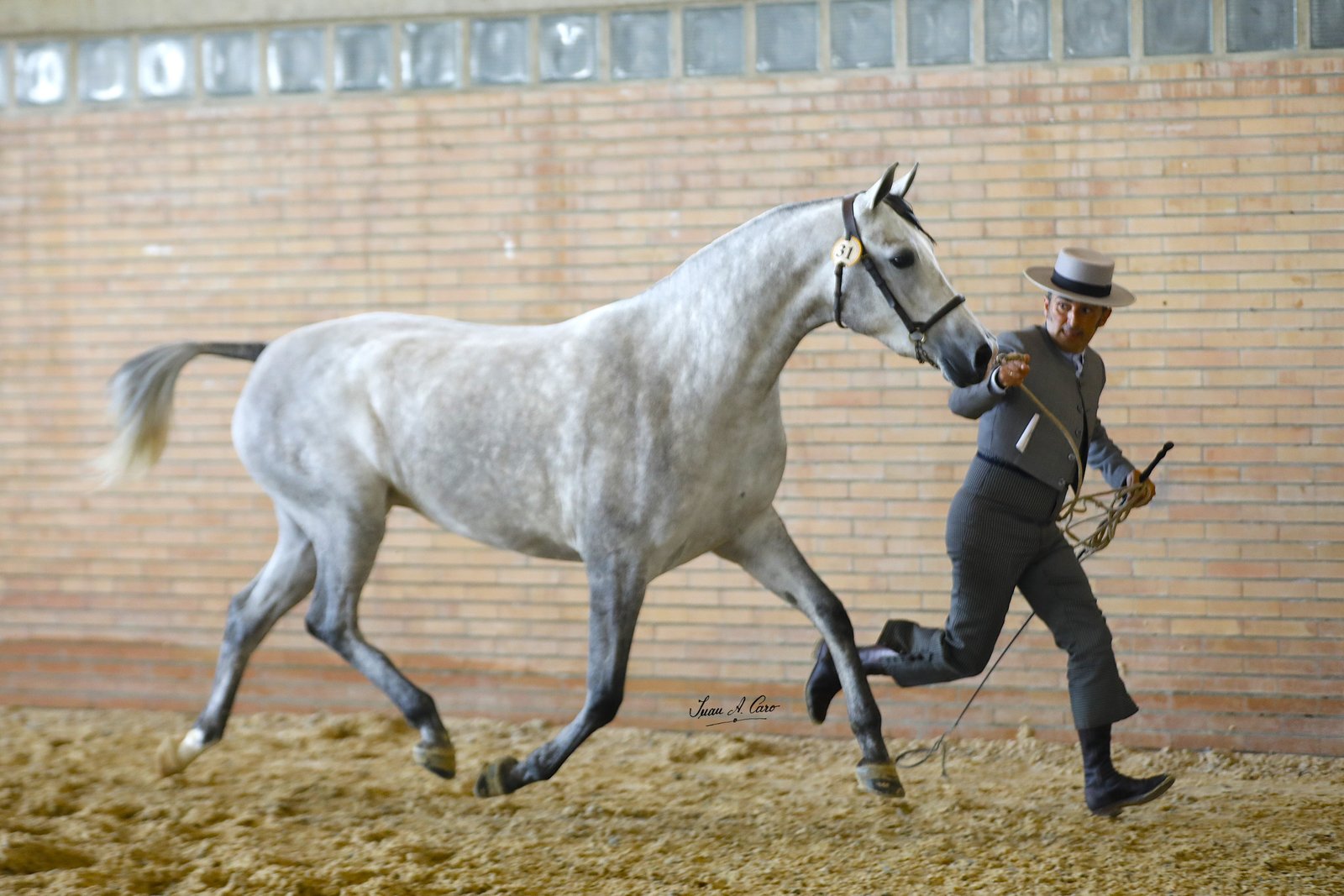 Peregrina CD 25% — 1ª Hembras de 3 Años · Concurso H.Á. Jerez 2026