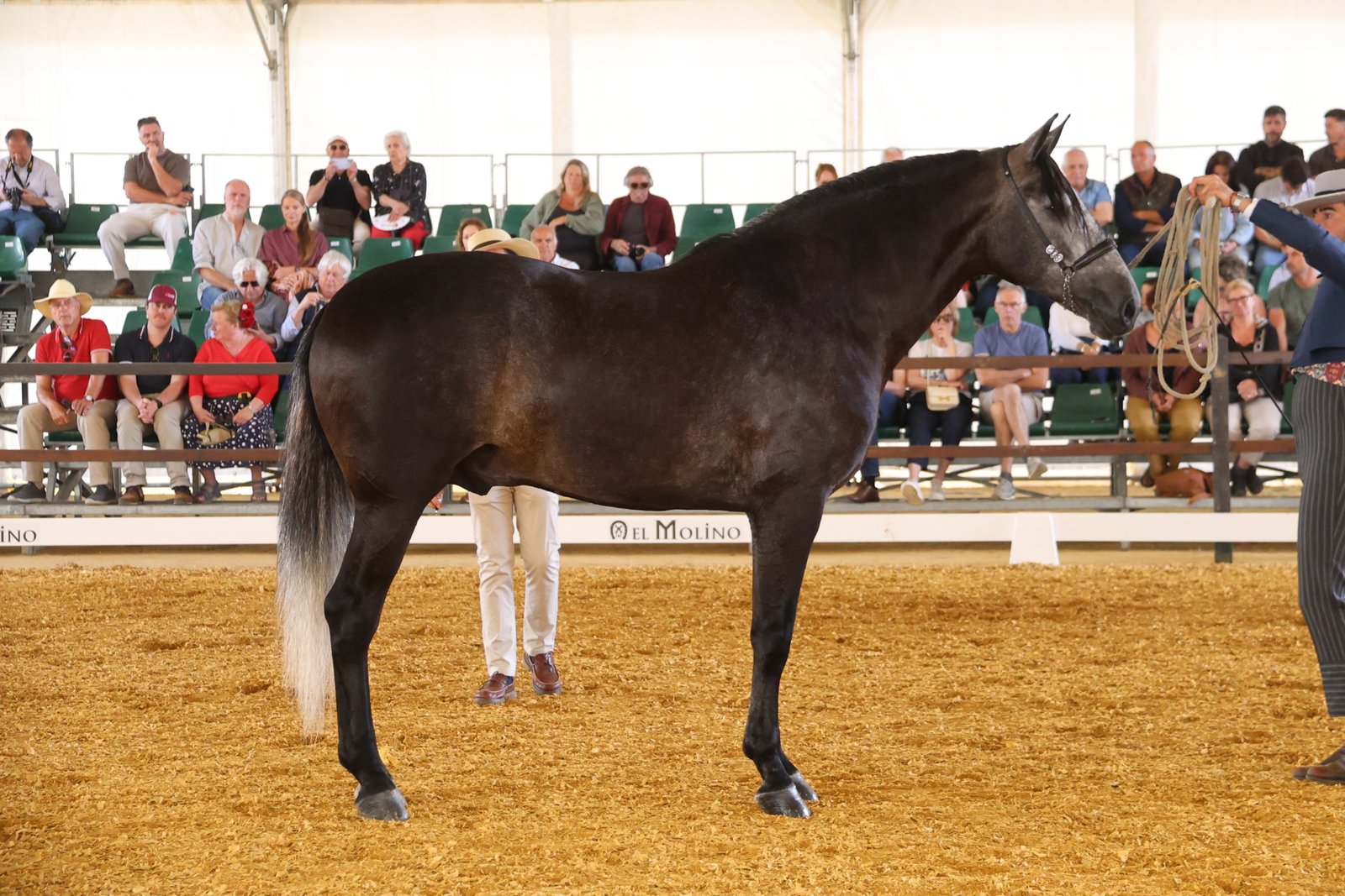 Bambino de Malvaloca — 1º Sección 8ª Sementales 4 Años · LIX Morfológico PRE Jerez 2026