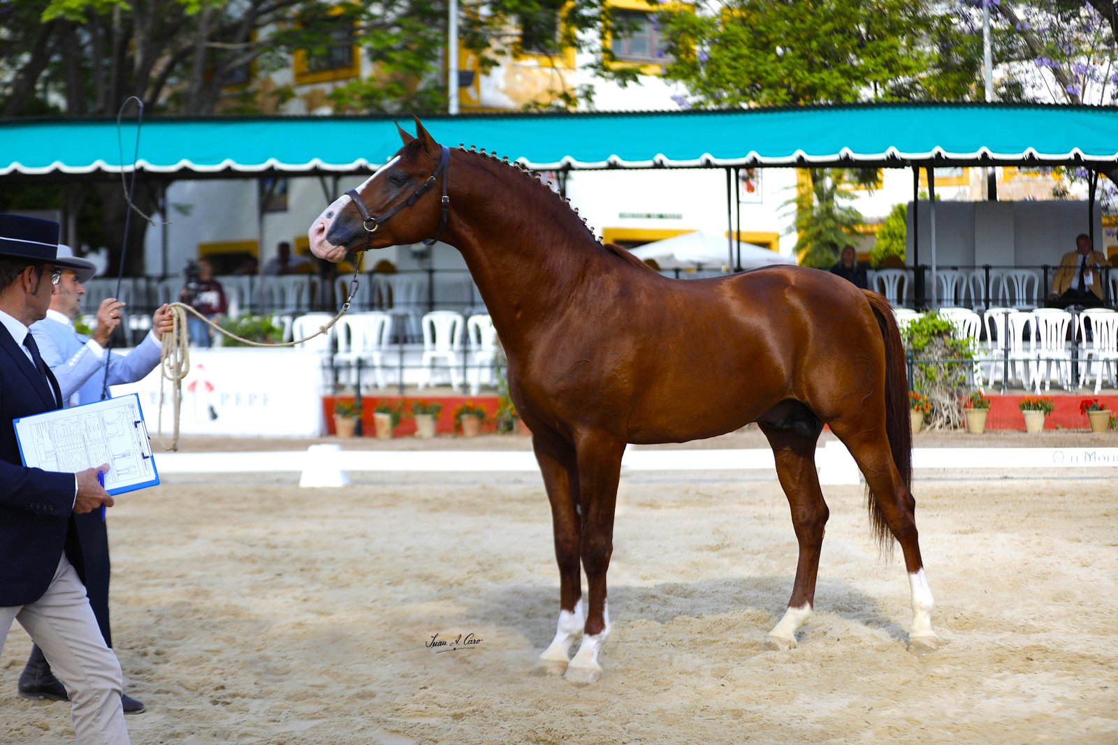 Campeón de la Raza H.Á. — HORTELANO III MVB 25%, Marqués de Villarreal de Burriel · Jerez 2026