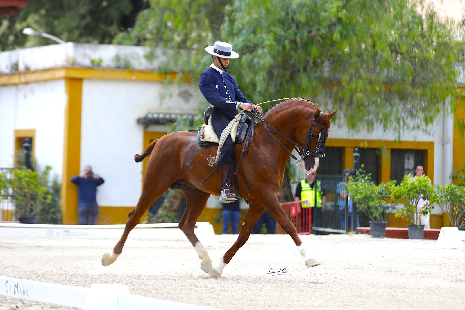 Campeón de la Raza H.Á. — HORTELANO III MVB 25%, Marqués de Villarreal de Burriel · Jerez 2026