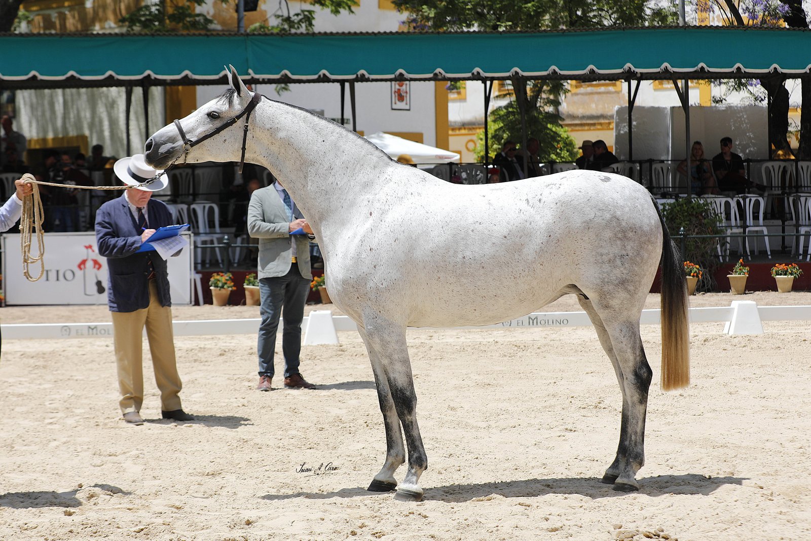 Campeona de la Raza H.Á. — LUJOSA CD 32,8%, Tomás León Domecq · Jerez 2026