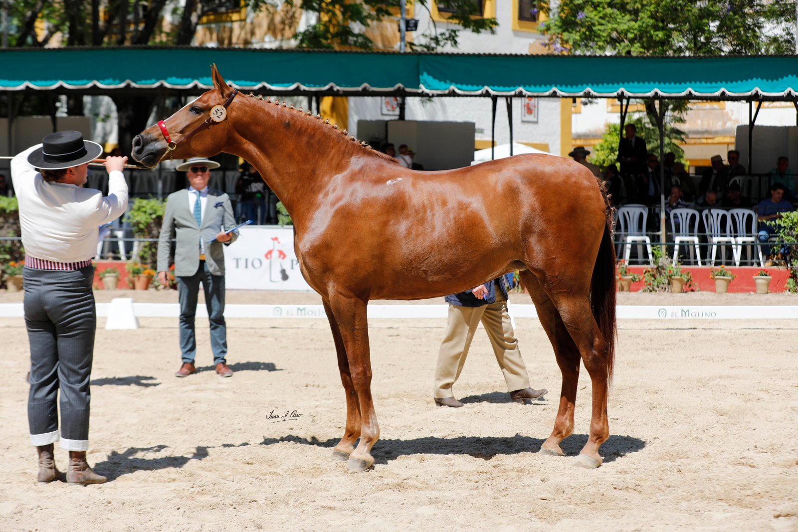 Subcampeona de la Raza H.Á. — PRINCESA IV 50%, Yeguada Los Majuelos · Jerez 2026