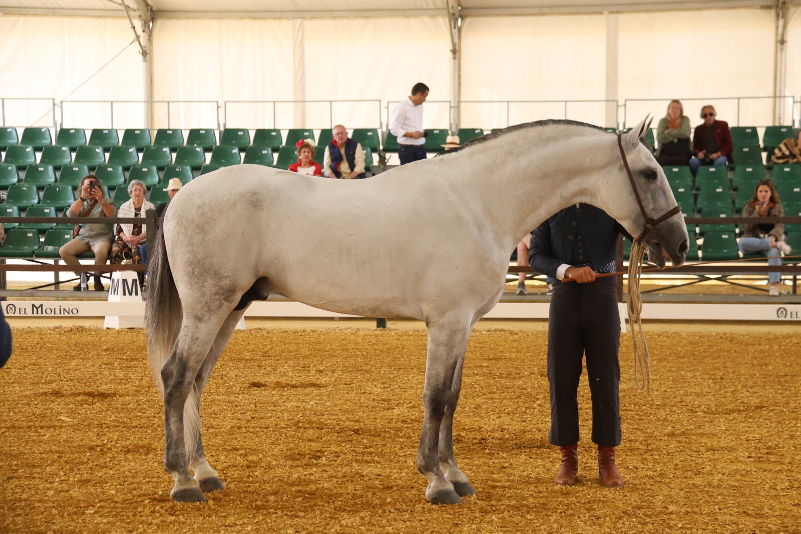 Natal Los Algarves — 1º Sección 10ª Sementales 5-6 Años · LIX Morfológico PRE Jerez 2026
