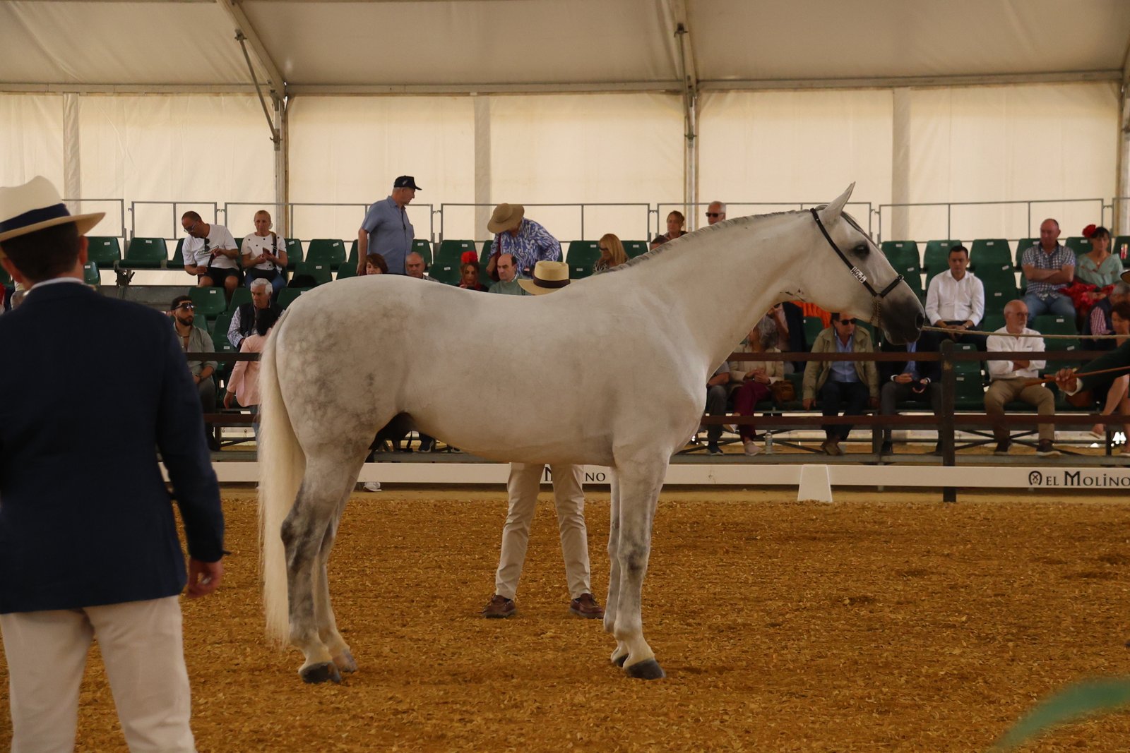 Deber BAT — 1º Sección 12ª Sementales 7+ Años · LIX Morfológico PRE Jerez 2026