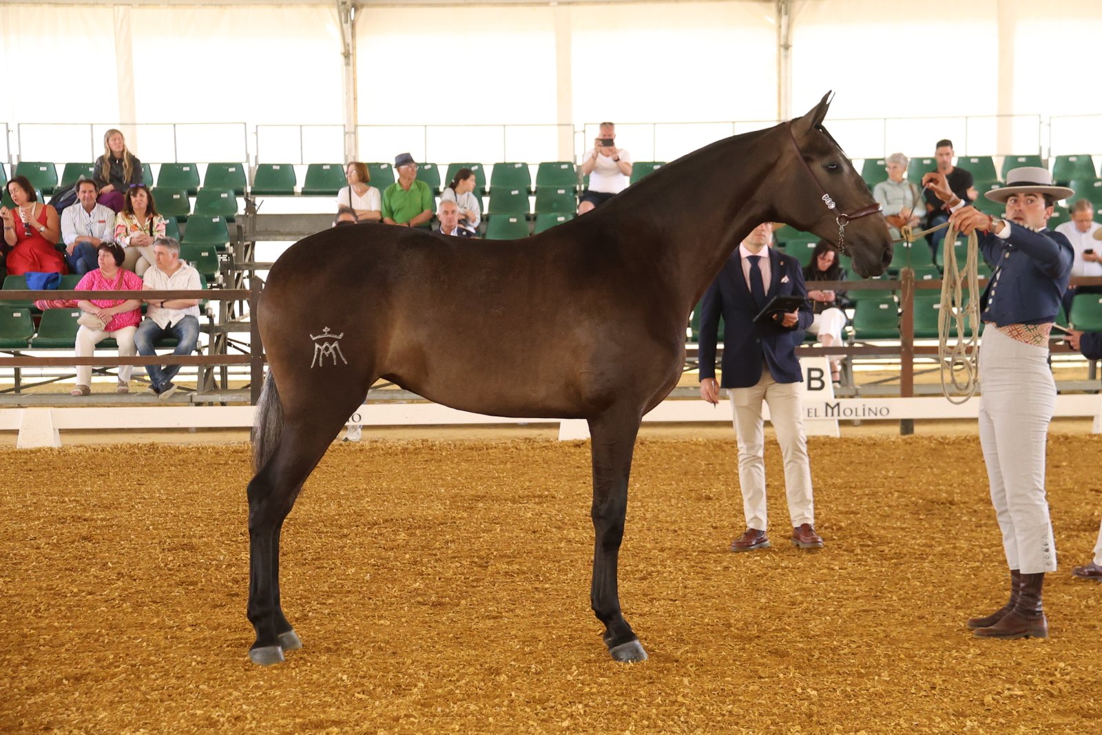 Utopia YAM — 1ª Sección 3ª Potras 2 Años · LIX Morfológico PRE Jerez 2026