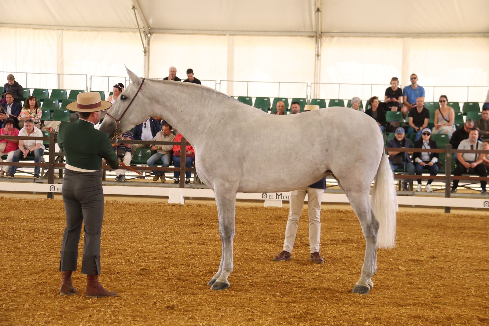 Sultana BAT II — 1ª Sección 5ª Potras 3 Años · LIX Morfológico PRE Jerez 2026
