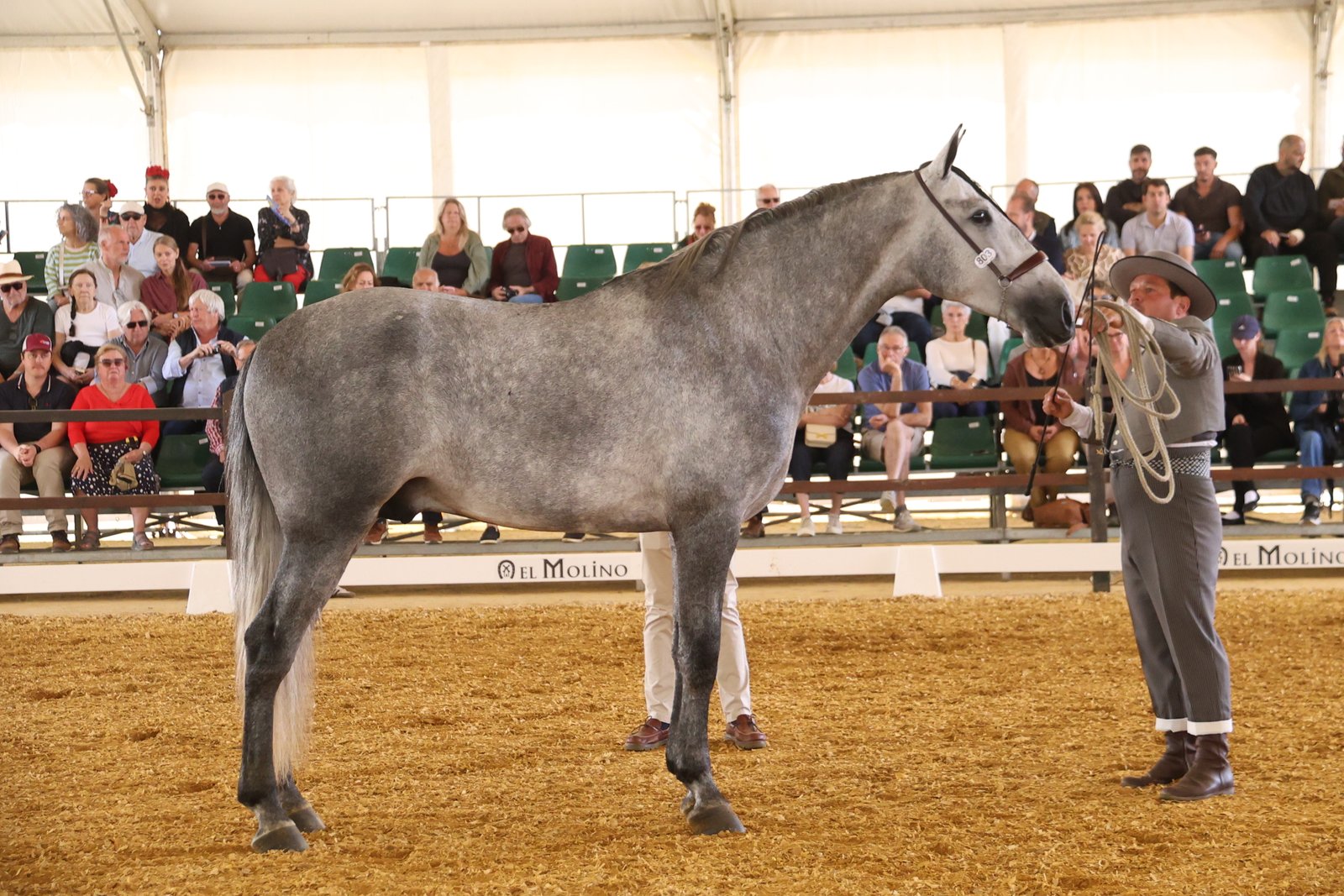 Sueño de Julamar — 1º Sección 8ª Sementales 4 Años · LIX Morfológico PRE Jerez 2026