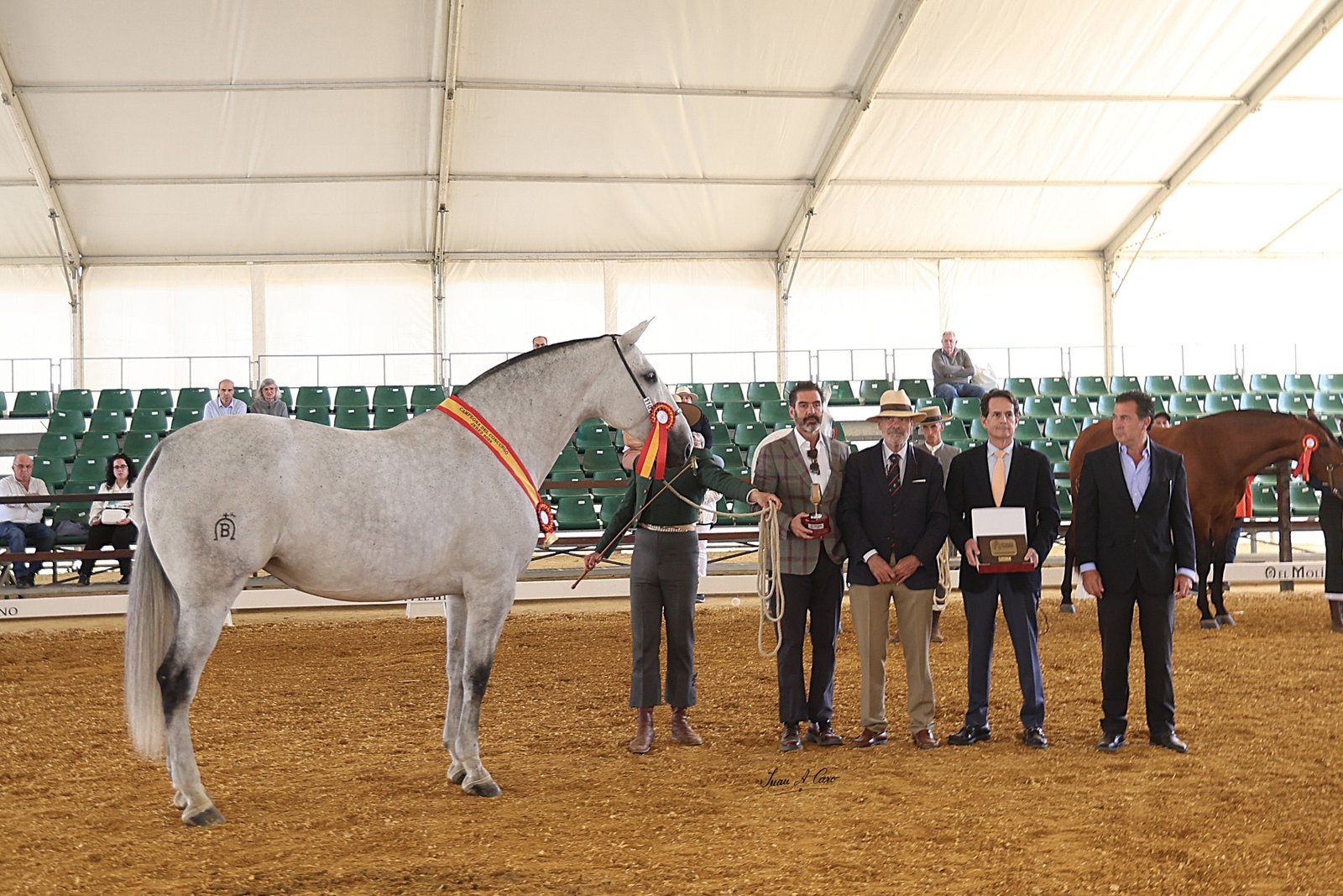 Campeona Adulta del Concurso — PRIMAVERA BAT II, Yeguada Batán